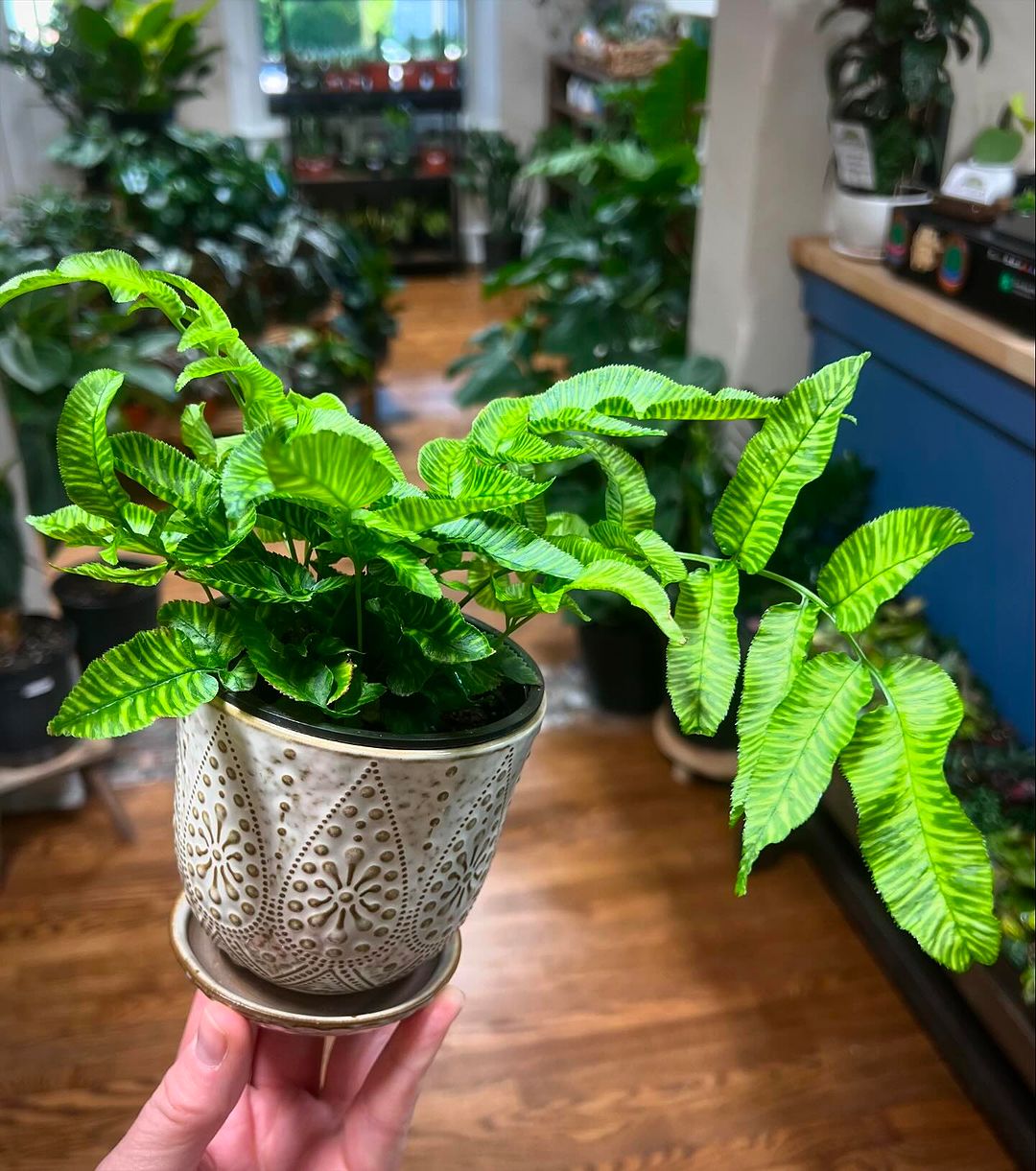 Fern-tastic Decor Ideas - Bringing Nature Inside with Elegant Ferns