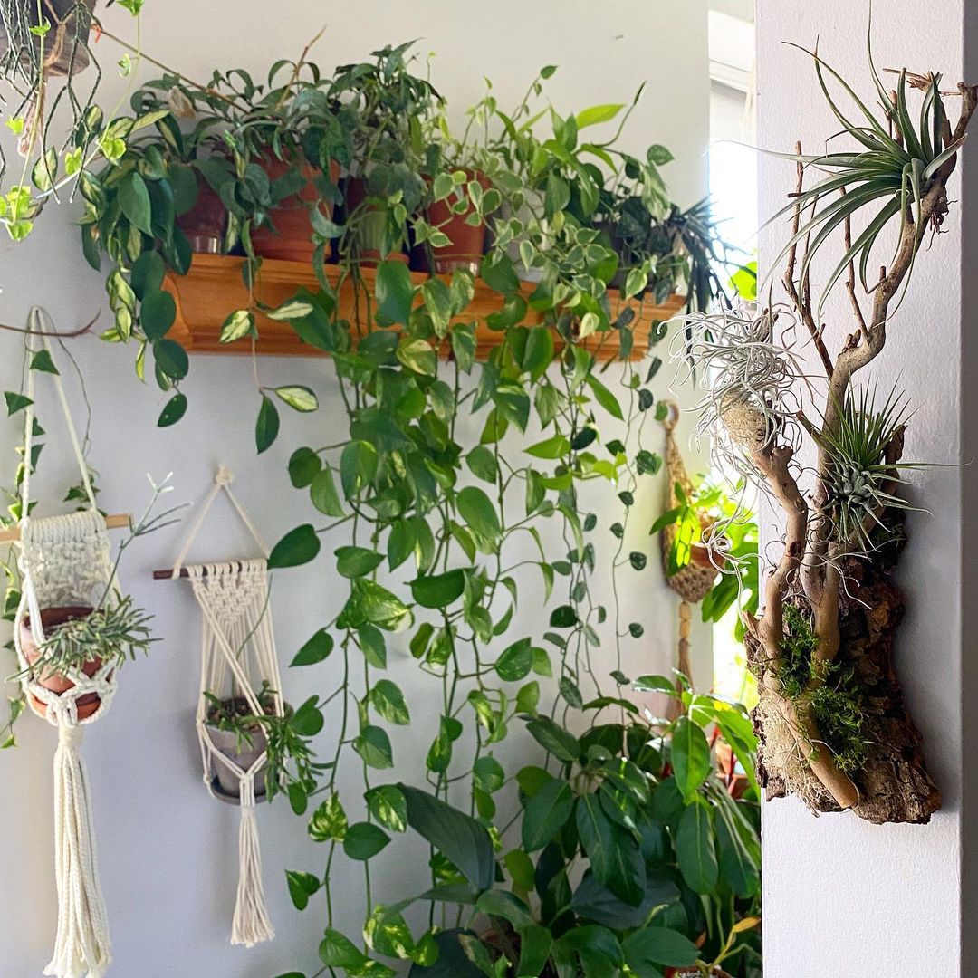 Elevate Your Space with Money Plant Hanging Ingenuity - Creative Ways to Display Your Green Gem Indoors