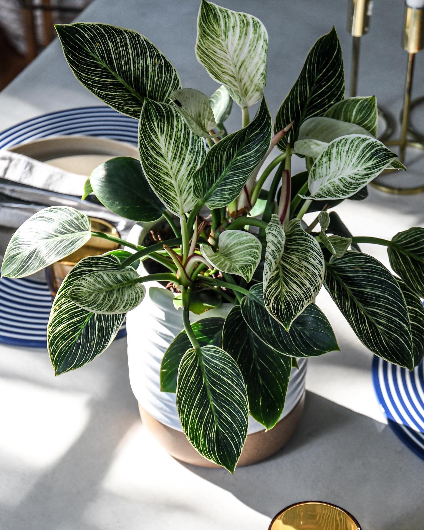 Crafting Cozy Corners - Stylish Plant Holders to Refresh Your Space