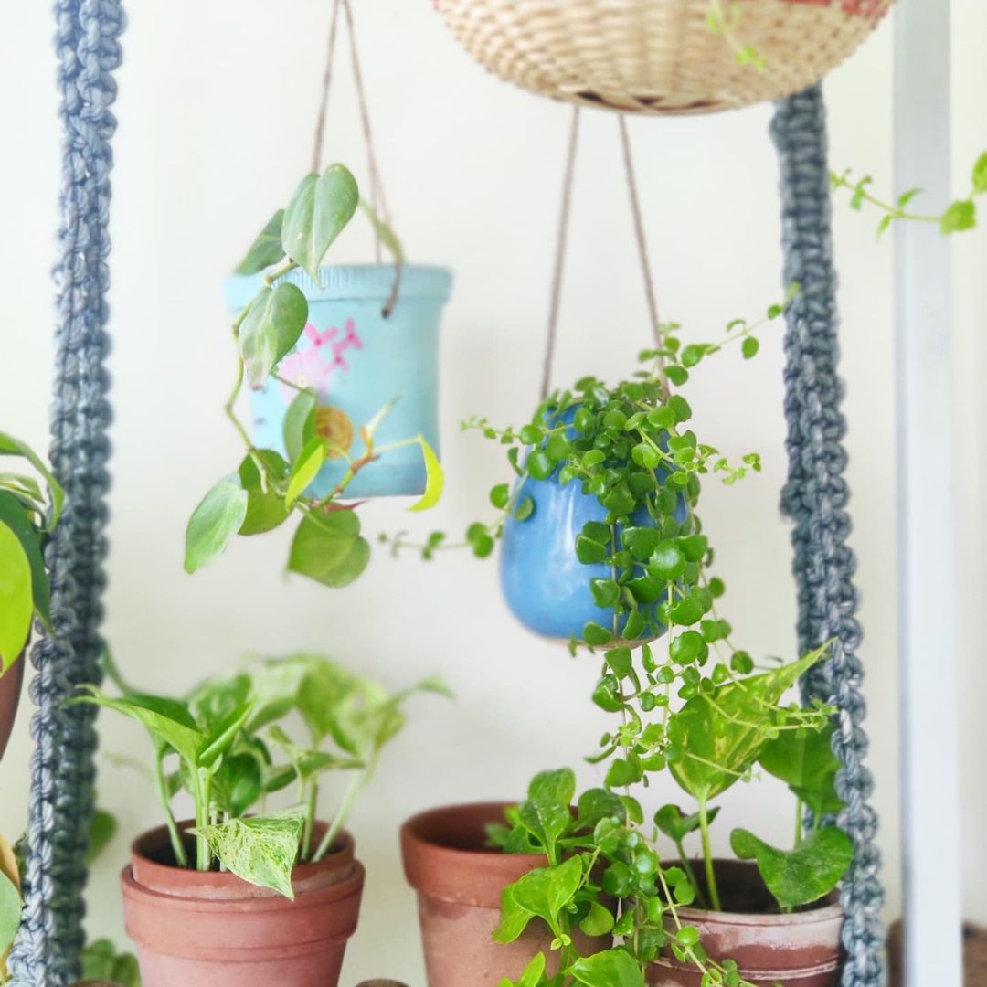 Hang it Up - Creative Ways to Display Your Greenery Indoors