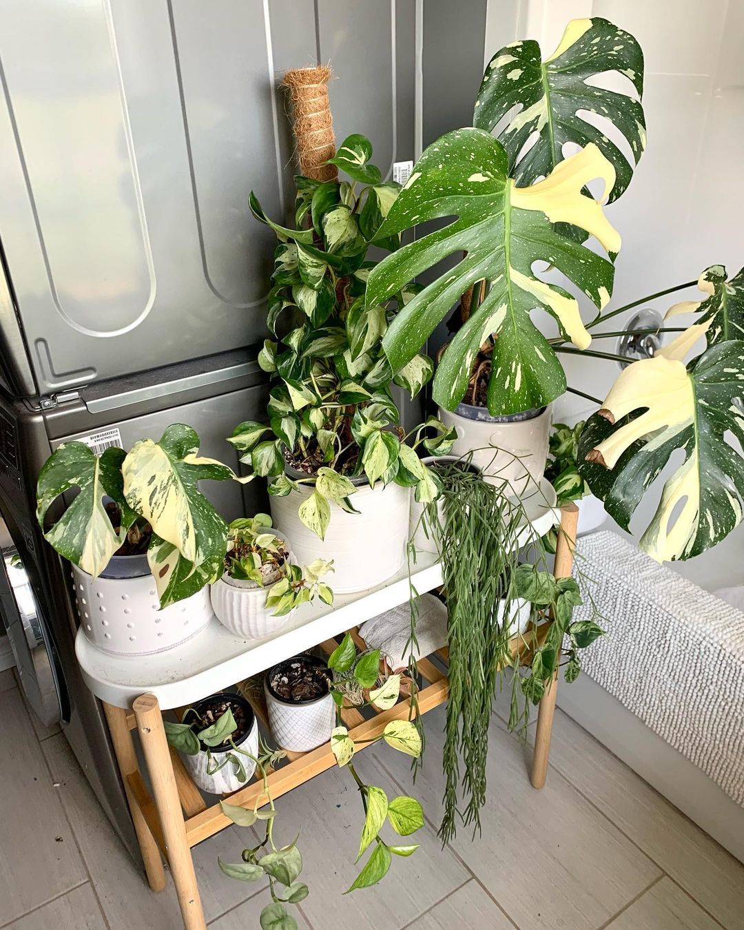 Revamp Your Space with Ivy's Charm - Creative Indoor Displays for Every Room