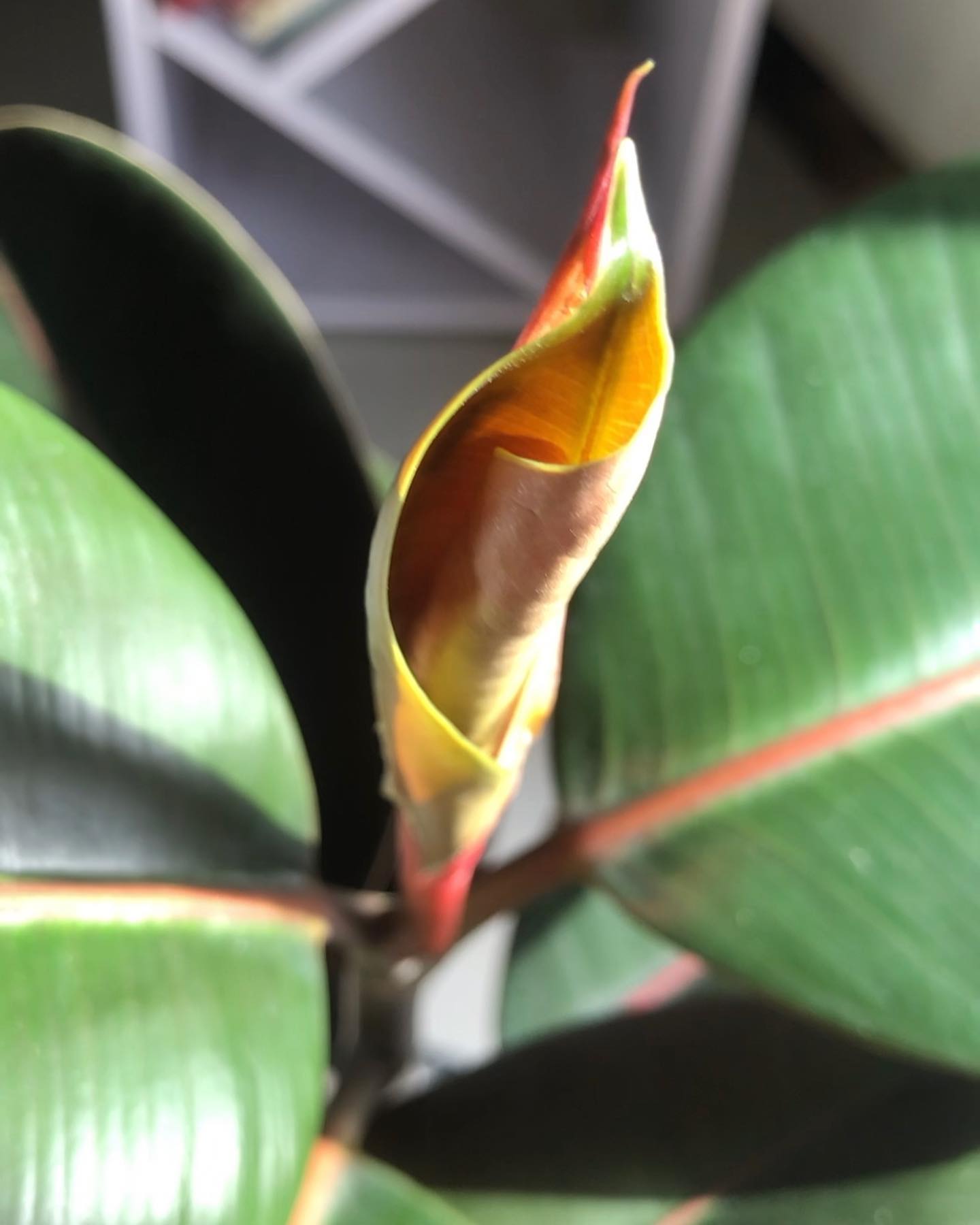 Enhance Your Space with Rubber Plants - Creative Decor Ideas for a Greener Home