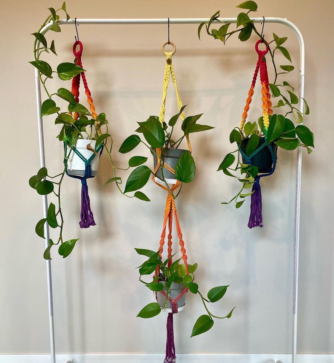 Creative Ways to Hang Money Plants Indoors - Elevate Your Green Space Effortlessly