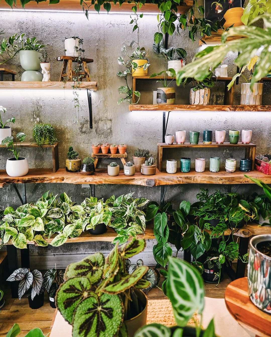 Turning Corners Into Green Havens - Fresh Ideas for Compact Indoor Plant Stores