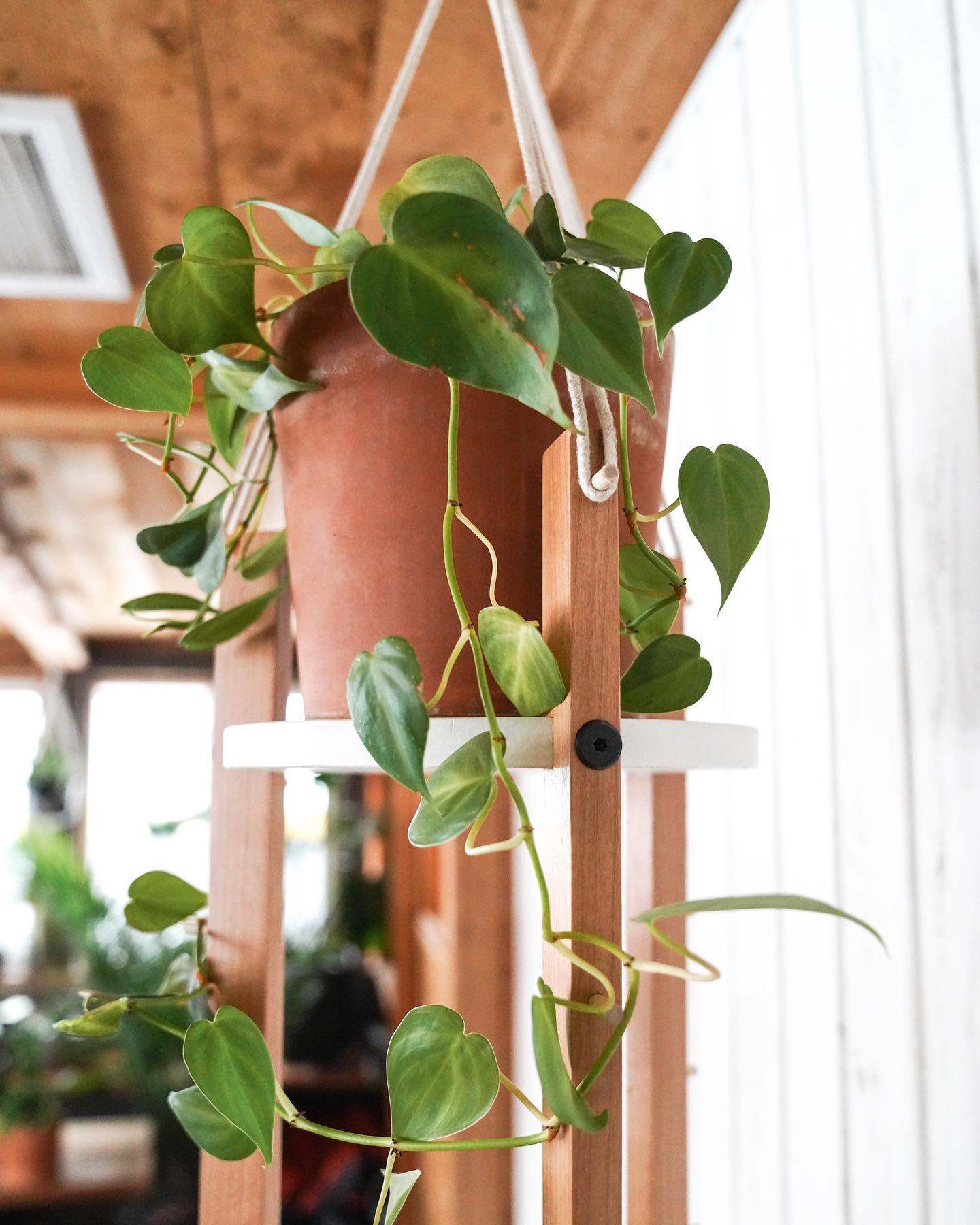 Elevate Your Greenery with Stylish Wall Plant Stands - Creative Ways to Revamp Your Indoor Oasis