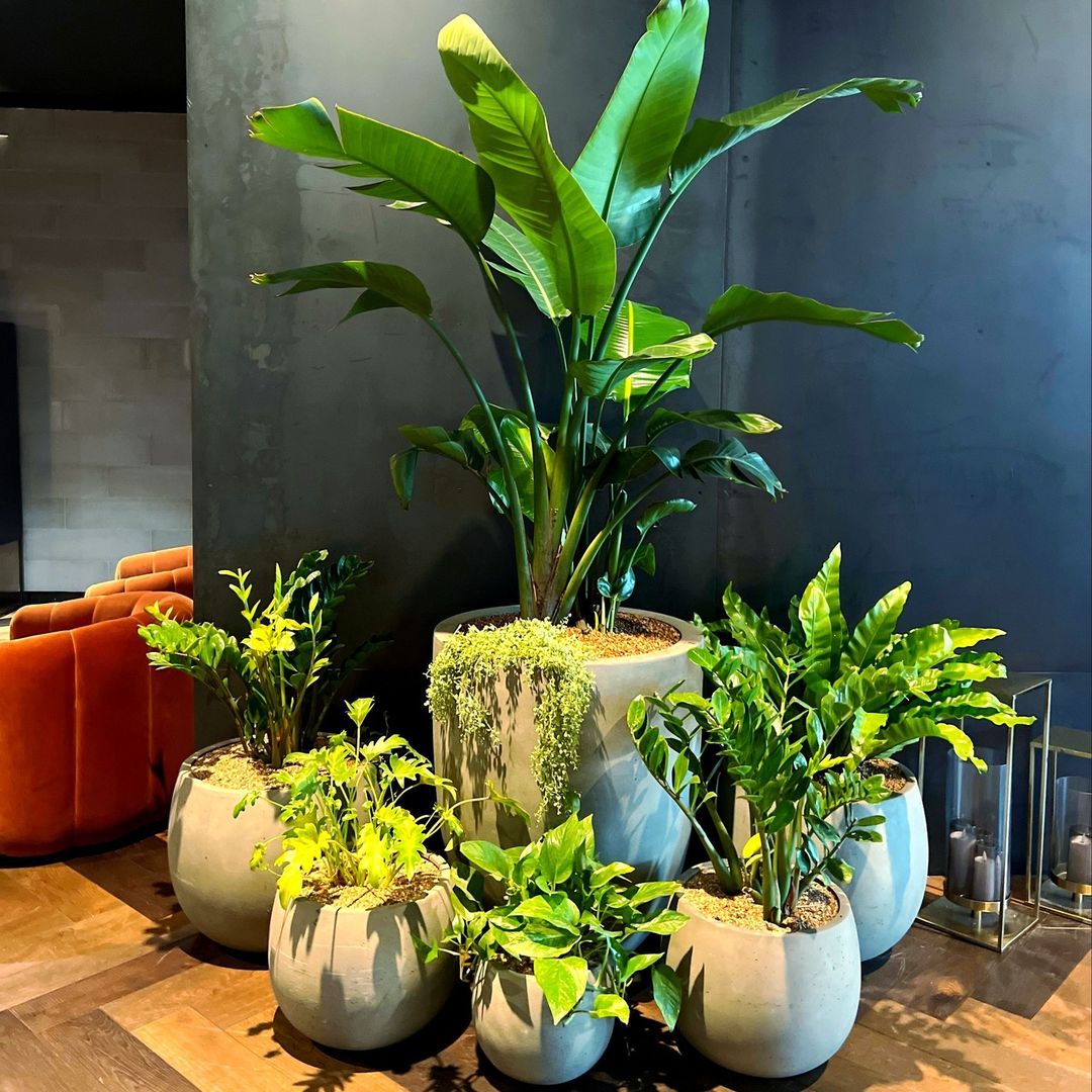 Bold Beauties for Your Living Room - Big Plant Pots that Speak Volumes