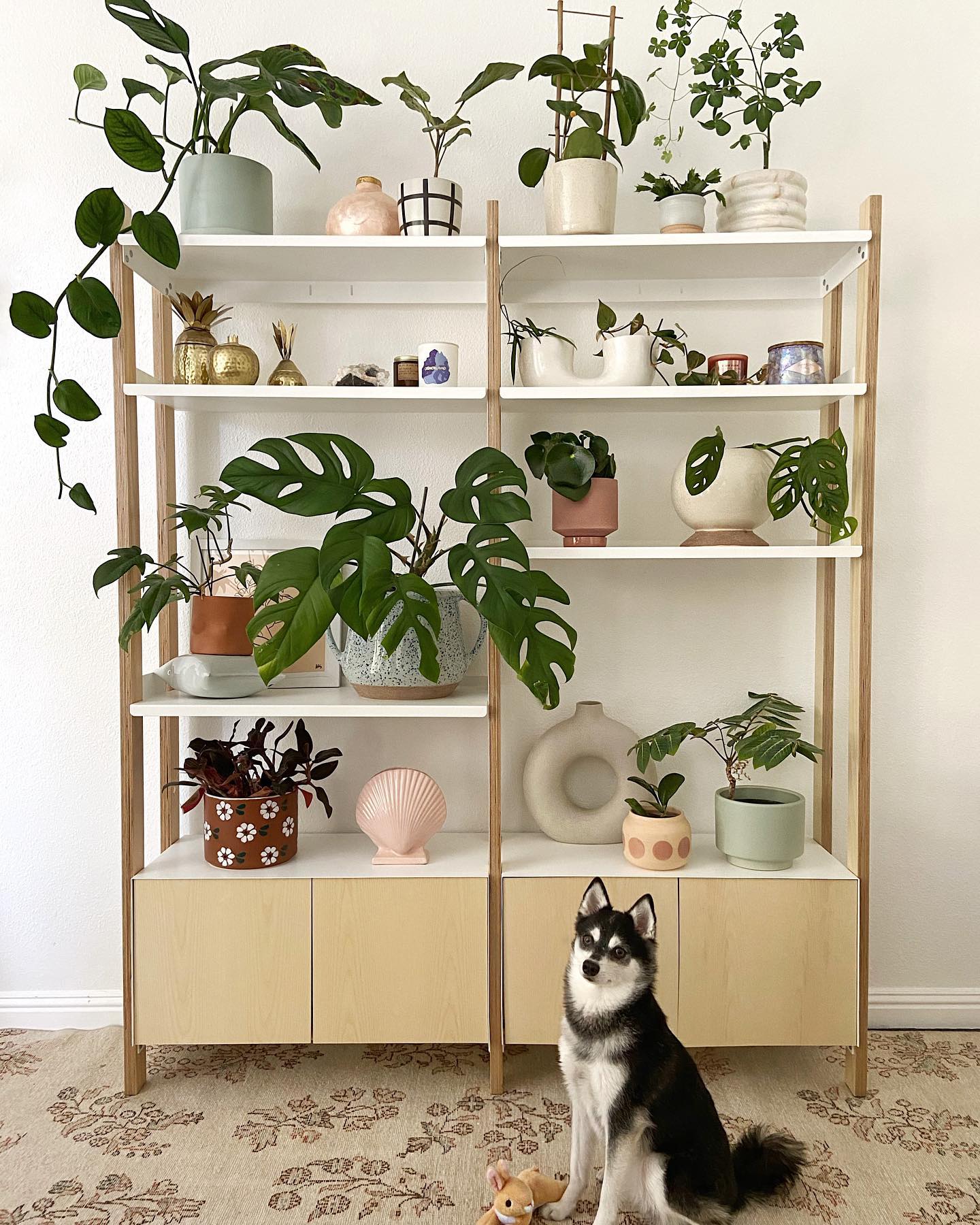 Spruce Up Your Reading Nook - Greenify Your Bookshelf with Indoor Plants