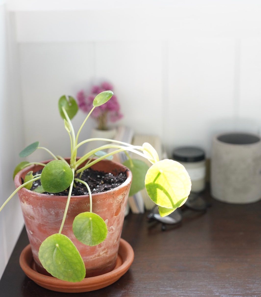 Liven Up Your Living Room - Creative Ways to Style Your Indoor Window Plant Box