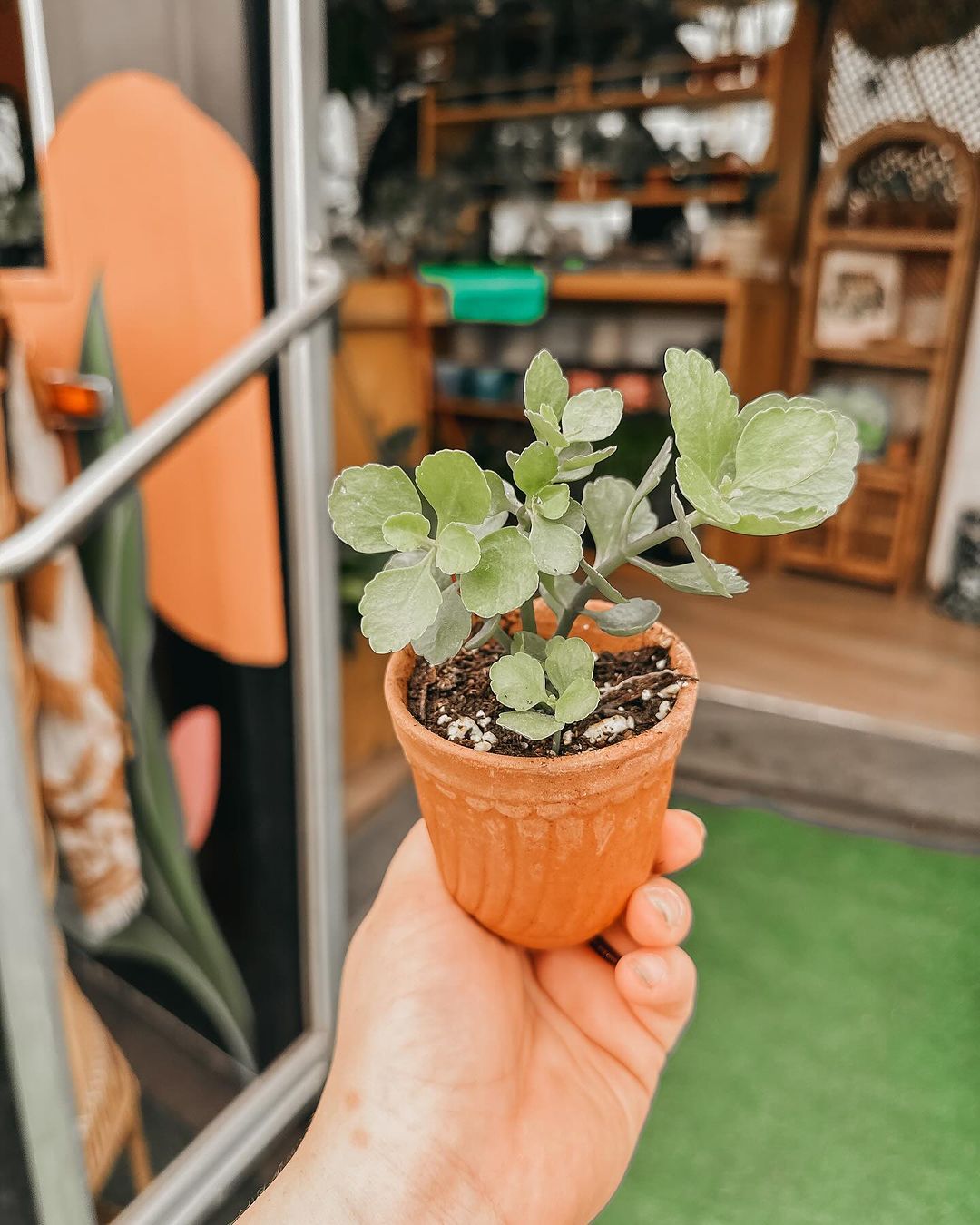 Budget-Friendly Plant Homes - Spruce Up Your Greenery on a Dime